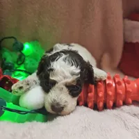 TWINKLE, a female Cockapoo for sale in Alliance, NE – Photo 6 of 7