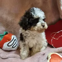 TWINKLE, a female Cockapoo for sale in Alliance, NE – Photo 2 of 7