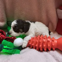 TWINKLE, a female Cockapoo for sale in Alliance, NE – Photo 5 of 7