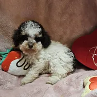 TWINKLE, a female Cockapoo for sale in Alliance, NE – Photo 4 of 7