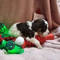 TWINKLE, a female Cockapoo for sale in Alliance, NE – Photo 7 of 7