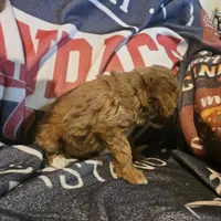 Red, a male Cavapoo and Poodle - Miniature  for sale in Alliance, NE – 2 of 6