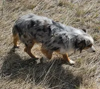 Aspen, a female Australian Shepherd for sale in Alliance, NE – 3 of 7