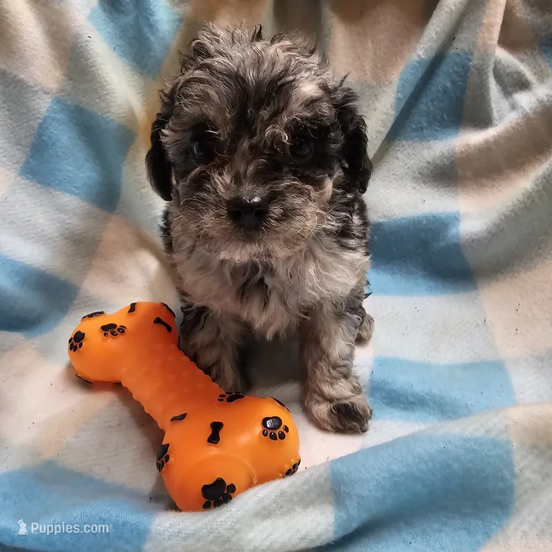 Big Base – Cavapoo, Poodle - Miniature  puppy for sale in Alliance, NE