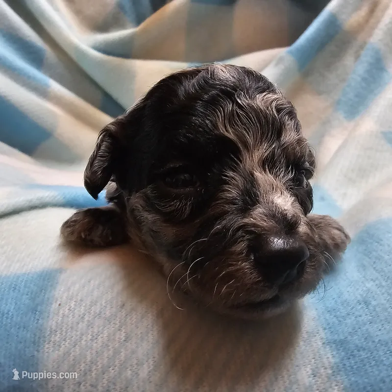 Insync – Cavapoo puppy for sale in Alliance, NE