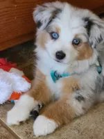 Aspen, a female Australian Shepherd for sale in Alliance, NE – 5 of 7