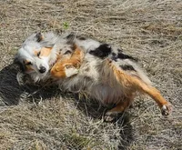 Aspen, a female Australian Shepherd for sale in Alliance, NE – 2 of 7