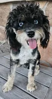 Huckleberry, a male Miniature Aussiedoodle for sale in Alliance, NE – Photo 1 of 3