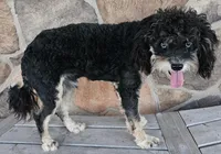 Huckleberry, a male Miniature Aussiedoodle for sale in Alliance, NE – Photo 2 of 3