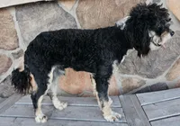 Huckleberry, a male Miniature Aussiedoodle for sale in Alliance, NE – Photo 3 of 3