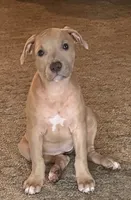 NA, a female American Pit Bull Terrier for sale in Waco, TX – 2 of 4