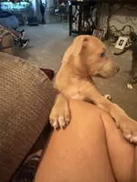 NA, a female American Pit Bull Terrier for sale in Waco, TX – 3 of 4