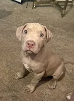 NA, a male American Pit Bull Terrier for sale in Waco, TX – 3 of 7