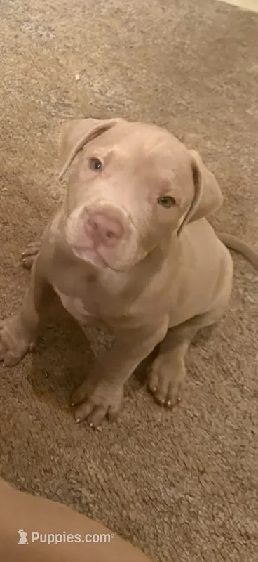N/a – American Pit Bull Terrier puppy for sale in Waco, TX