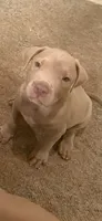 N/a, a male American Pit Bull Terrier for sale in Waco, TX – 1 of 1