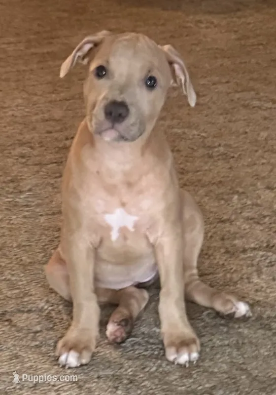 NA – American Pit Bull Terrier puppy for sale in Waco, TX