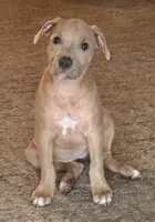 NA, a female American Pit Bull Terrier for sale in Waco, TX – 1 of 4