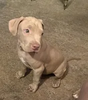 NA, a male American Pit Bull Terrier for sale in Waco, TX – 2 of 7