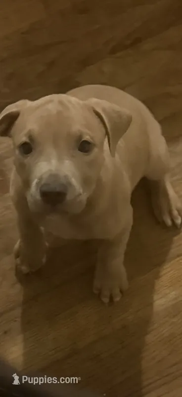 N /a – American Pit Bull Terrier puppy for sale in Waco, TX