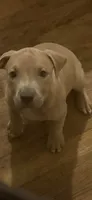 N /a, a female American Pit Bull Terrier for sale in Waco, TX – 1 of 1