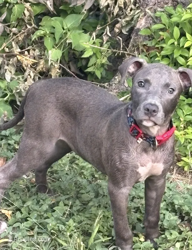 Maple – American Pit Bull Terrier puppy for sale in Waco, TX