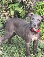 Maple, a female American Pit Bull Terrier for sale in Waco, TX – 1 of 1