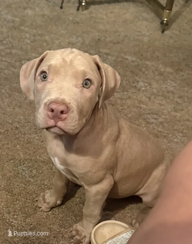 NA – American Pit Bull Terrier puppy for sale in Waco, TX