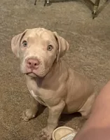 NA, a male American Pit Bull Terrier for sale in Waco, TX – 1 of 7
