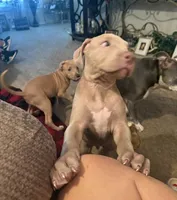 NA, a male American Pit Bull Terrier for sale in Waco, TX – 6 of 7
