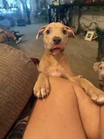 NA, a female American Pit Bull Terrier for sale in Waco, TX – 4 of 4