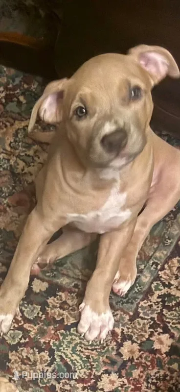 N/a – American Pit Bull Terrier puppy for sale in Waco, TX