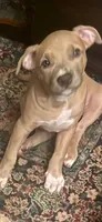N/a, a female American Pit Bull Terrier for sale in Waco, TX – 1 of 1