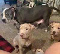 NA, a male American Pit Bull Terrier for sale in Waco, TX – 7 of 7