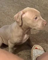 NA, a male American Pit Bull Terrier for sale in Waco, TX – 4 of 7