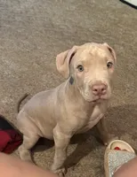NA, a male American Pit Bull Terrier for sale in Waco, TX – 5 of 7