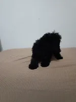 Tracy, a female Poodle - Miniature  for sale in Detroit, MI – 2 of 7
