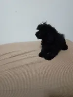 Tracy, a female Poodle - Miniature  for sale in Detroit, MI – 4 of 7