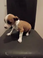 Sally, a female Jack Russell Terrier for sale in Detroit, MI – 2 of 4