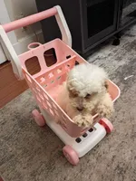 Snowy, a female Poodle - Miniature  for sale in Detroit, MI – 5 of 5