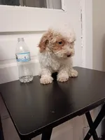 Snowy, a female Poodle - Miniature  for sale in Detroit, MI – 2 of 5