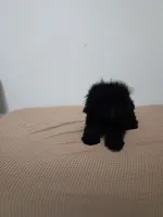 Tracy, a female Poodle - Miniature  for sale in Detroit, MI – 3 of 7