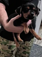 Max, a male Jack Russell Terrier and Yorkshire Terrier for sale in Detroit, MI – 4 of 4