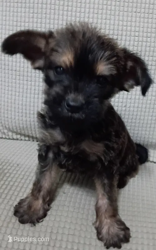 Trex – Jack Russell Terrier, Yorkshire Terrier puppy for sale in Detroit, MI