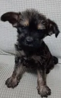 Trex, a male Jack Russell Terrier and Yorkshire Terrier for sale in Detroit, MI – 1 of 4