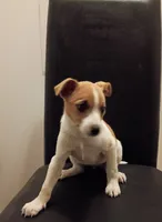 Tracy , a female Jack Russell Terrier for sale in Detroit, MI – 2 of 5