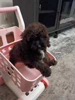 Daisy, a female Poodle - Miniature  for sale in Detroit, MI – 2 of 5
