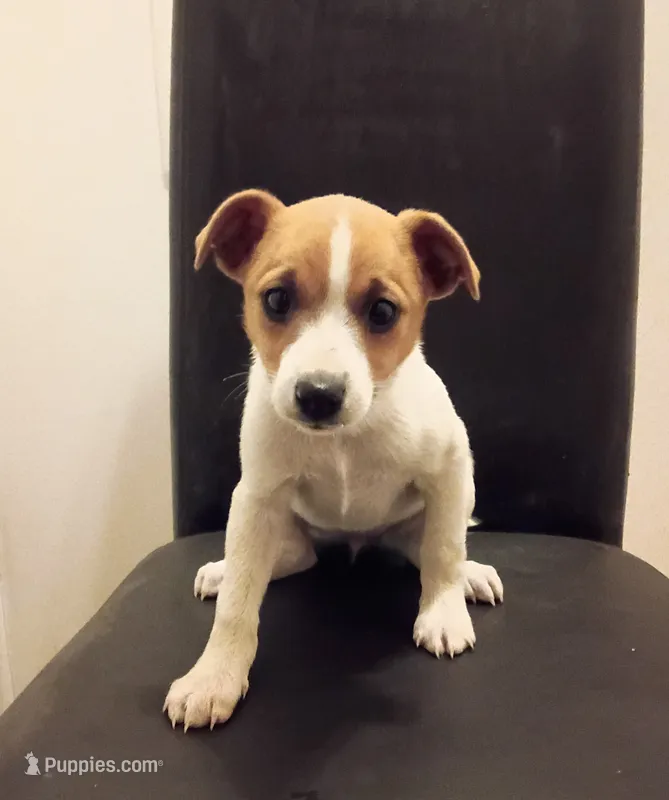 Tracy  – Jack Russell Terrier puppy for sale in Detroit, MI