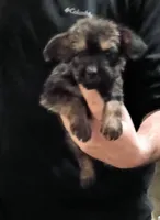 Trex, a male Jack Russell Terrier and Yorkshire Terrier for sale in Detroit, MI – 3 of 4