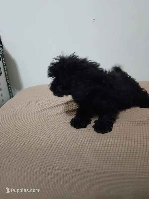 Tracy – Poodle - Miniature  puppy for sale in Detroit, MI