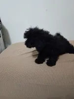 Tracy, a female Poodle - Miniature  for sale in Detroit, MI – 1 of 7